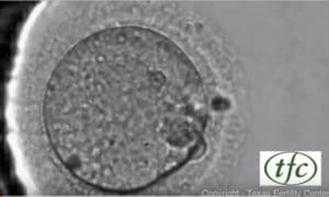 Human Embryo Growing from Fertilization to Day 6 Blastocyst