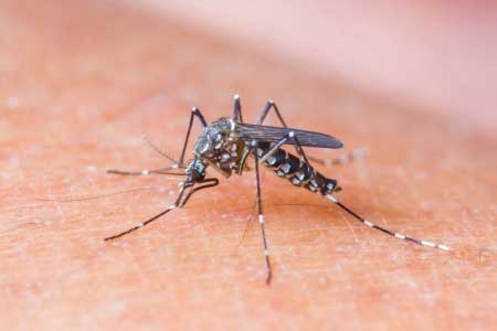 A Zika Update – SheKnows Interviews Dr. Munch